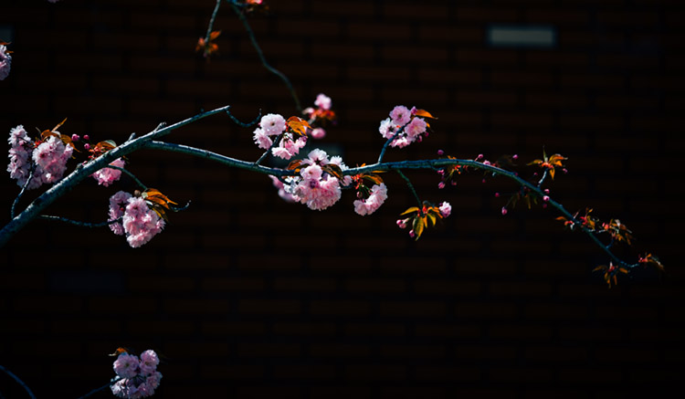 岳乱合集目录200伦